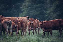 Celmar | Coopérative d'éleveur bovin et ovin du Limousin. Viandes de qualité certifiées